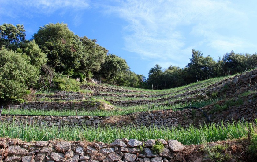 Location de vacances - Gîte à Notre-Dame-de-la-Rouvière - Terrasse de champs                  d' oignons doux prés du Mas