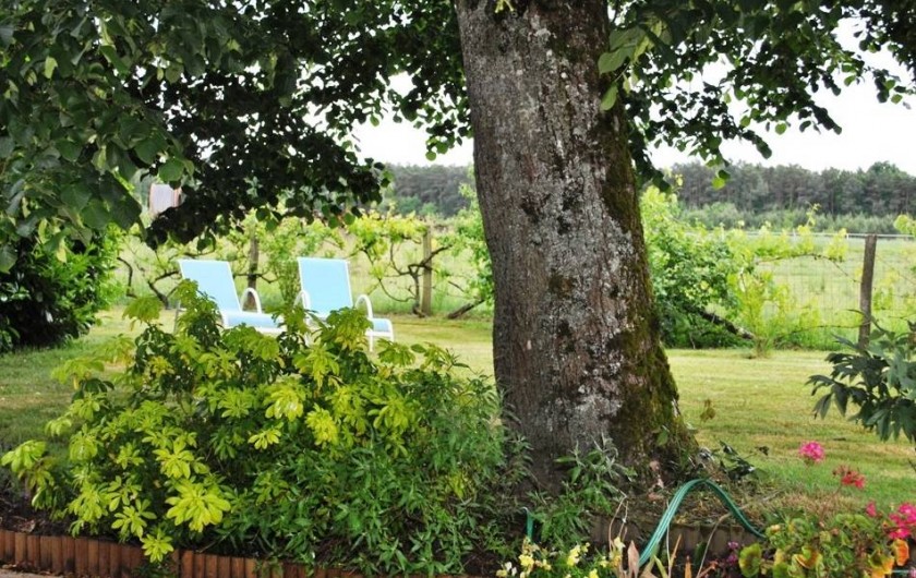 Location de vacances - Gîte à Paulmy - Jardin paysagé avec transats et bain de soleil  Petits fruitiers pour nos hôtes,