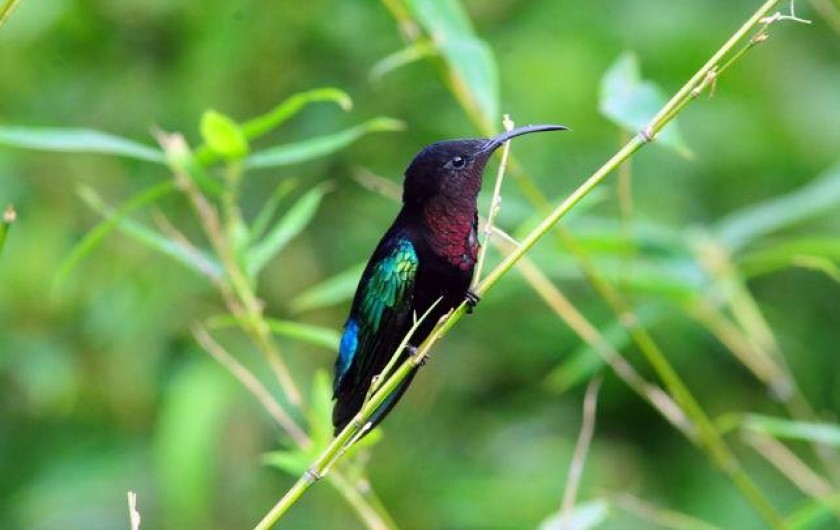 Location de vacances - Bungalow - Mobilhome à Le François - l'un des nombreux colibris de la Route des épices.