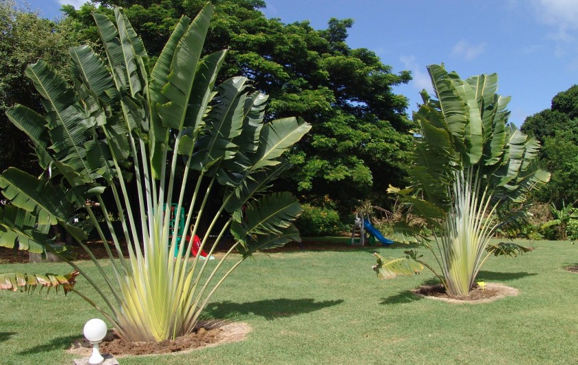 Location de vacances - Bungalow - Mobilhome à Le François - les bungalows et villas sont situés dans un magnifique parc de 9000 m2.