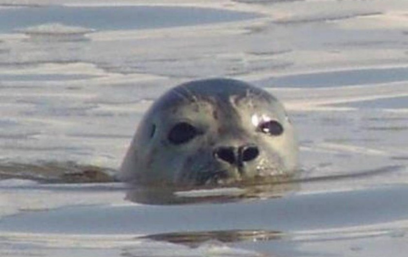 Location de vacances - Maison - Villa à Cayeux-sur-Mer