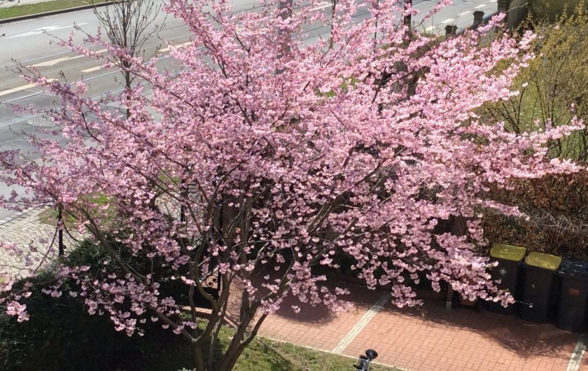 Location de vacances - Appartement à Dresde - Devant la maison au printemps