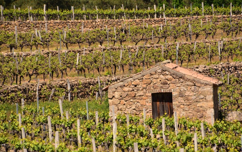 Location de vacances - Gîte à Les Assions - promenade dans les vignes