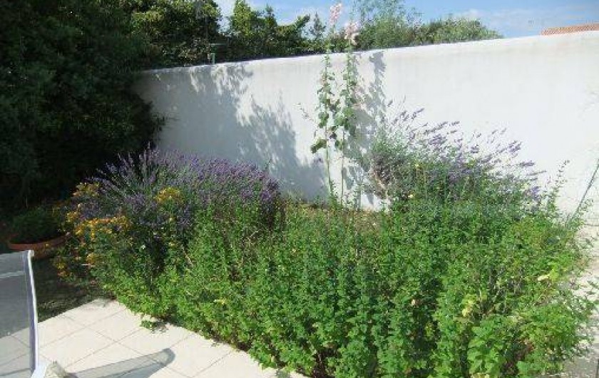 Location de vacances - Maison - Villa à Saint-Martin-de-Ré