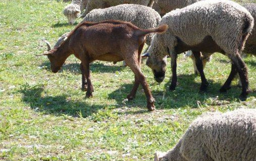 Location de vacances - Appartement à Chamrousse