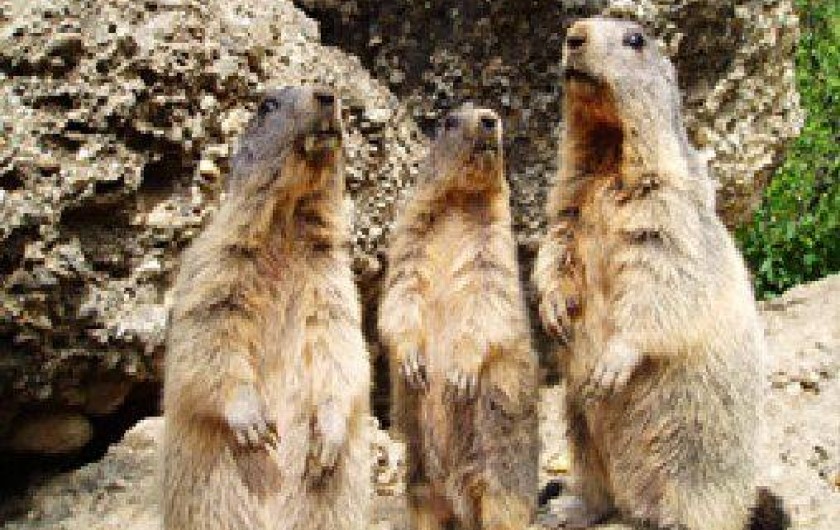 Location de vacances - Appartement à Chamrousse