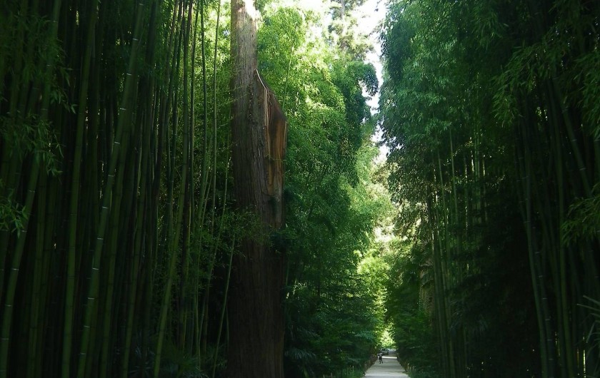 Location de vacances - Mas à Mialet - la bambouseraie d'anduze