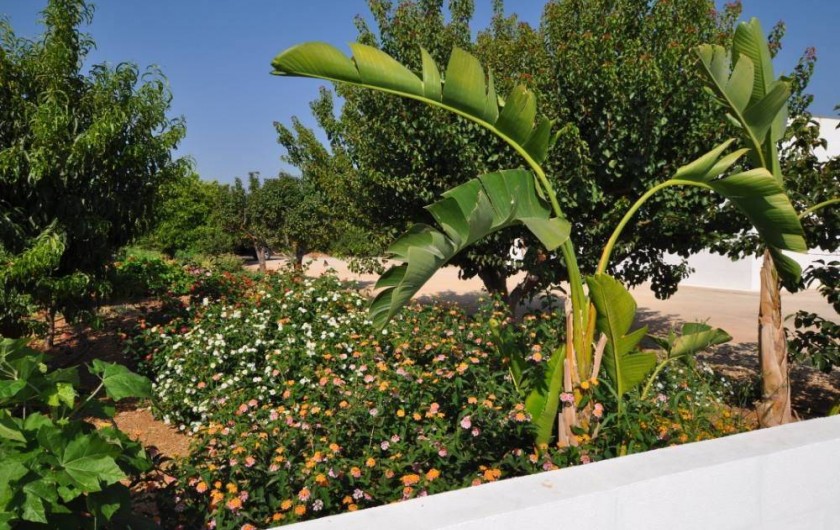 Location de vacances - Villa à Silves