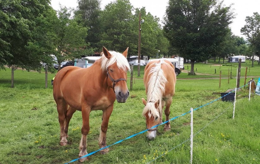 Location de vacances - Camping à Langogne - Accueil des chevaux