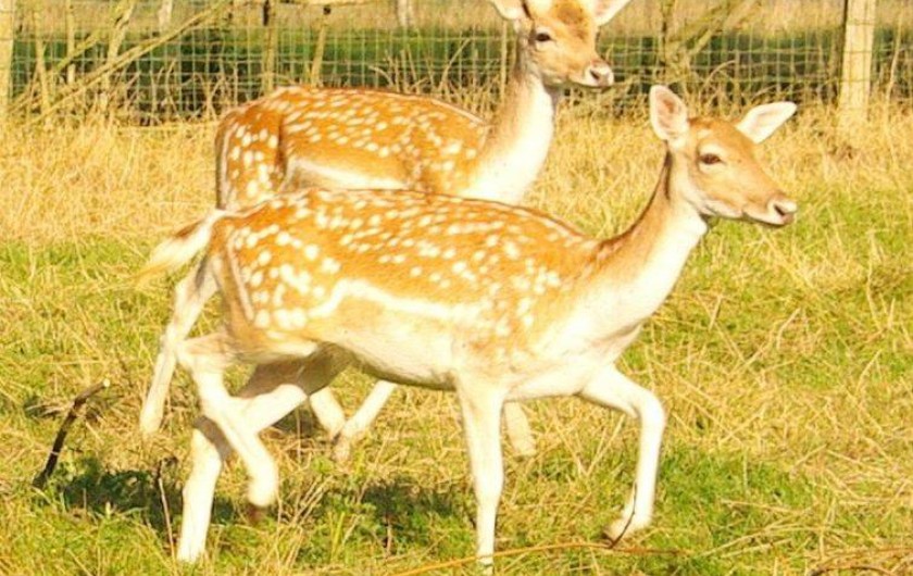 Location de vacances - Gîte à Renève