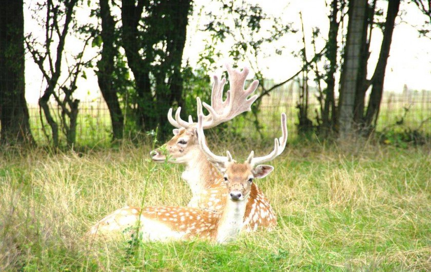 Location de vacances - Gîte à Renève