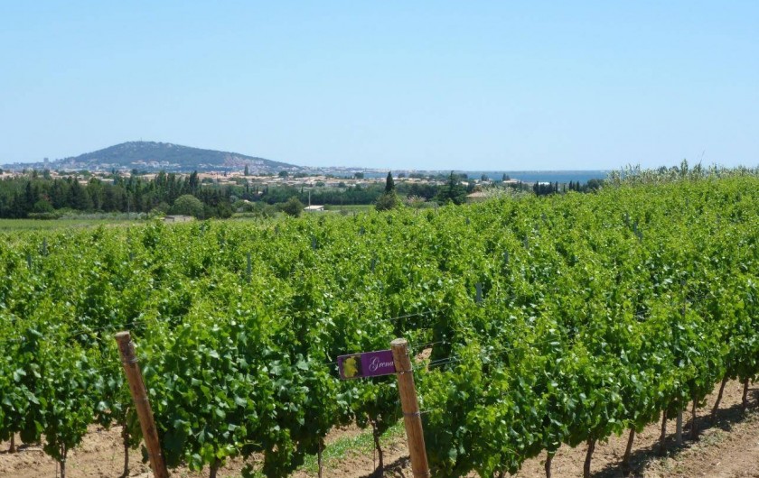 Location de vacances - Gîte à Mèze