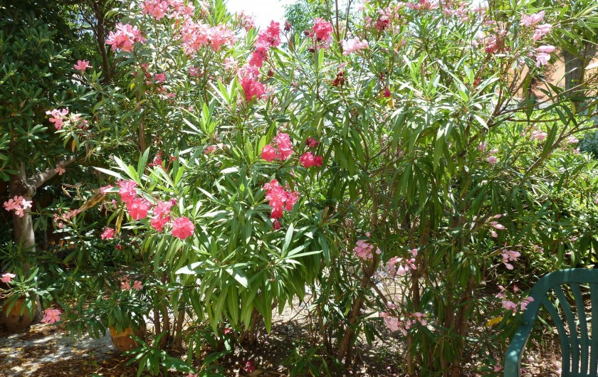 Location de vacances - Chalet à Le Barcarès