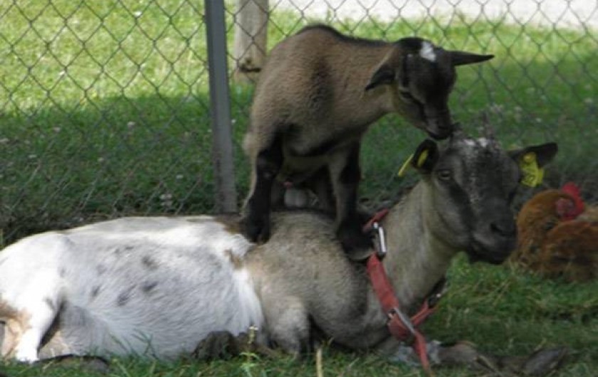 Location de vacances - Camping à Saint-Hilaire-de-Lusignan