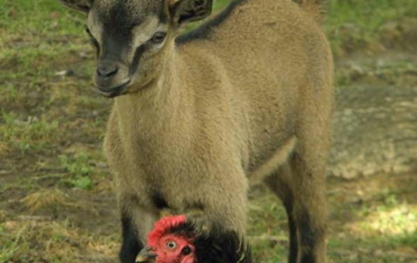 Location de vacances - Camping à Saint-Hilaire-de-Lusignan