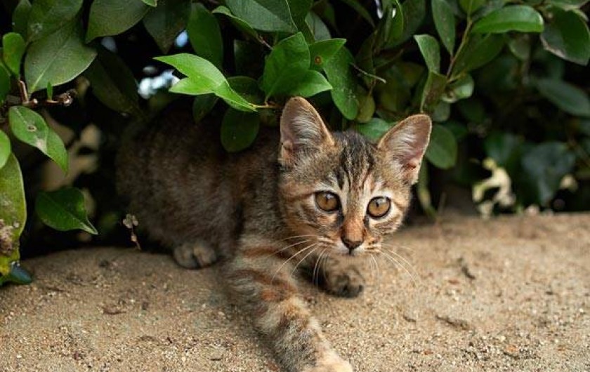 Location de vacances - Camping à Saint-Hilaire-de-Lusignan