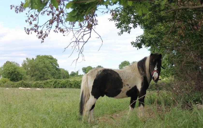 Location de vacances - Camping à Barjac
