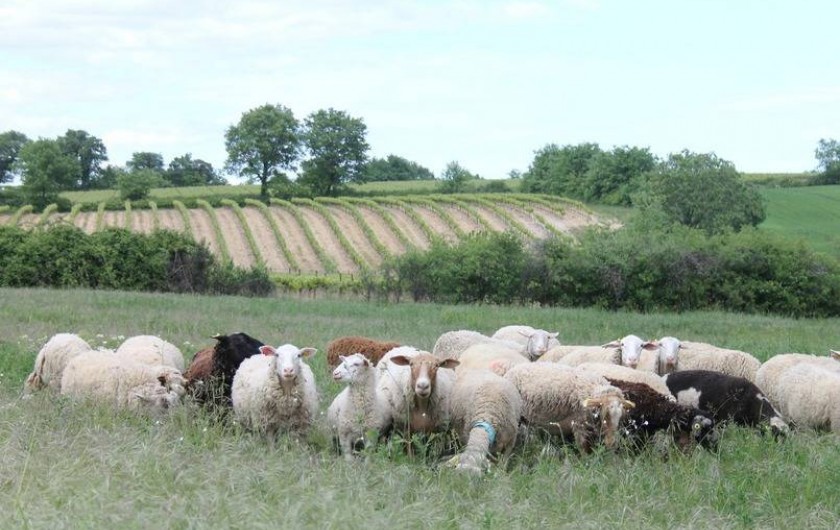 Location de vacances - Camping à Barjac