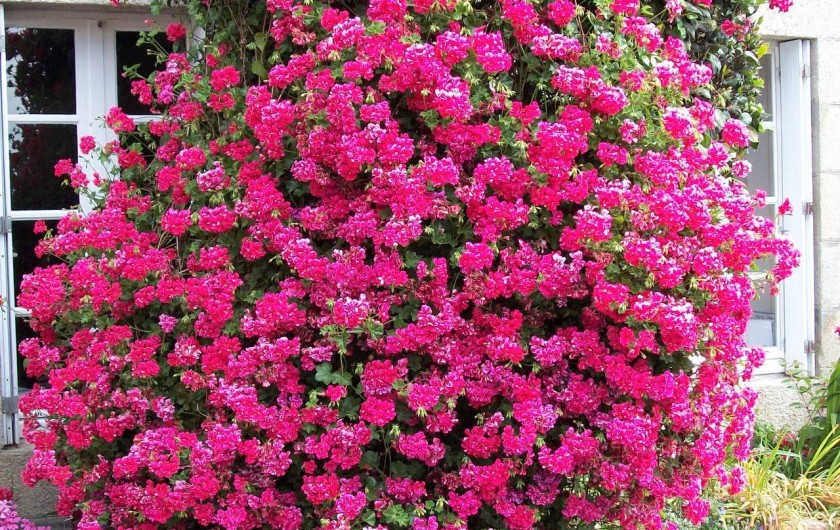 Location de vacances - Gîte à Ploubazlanec