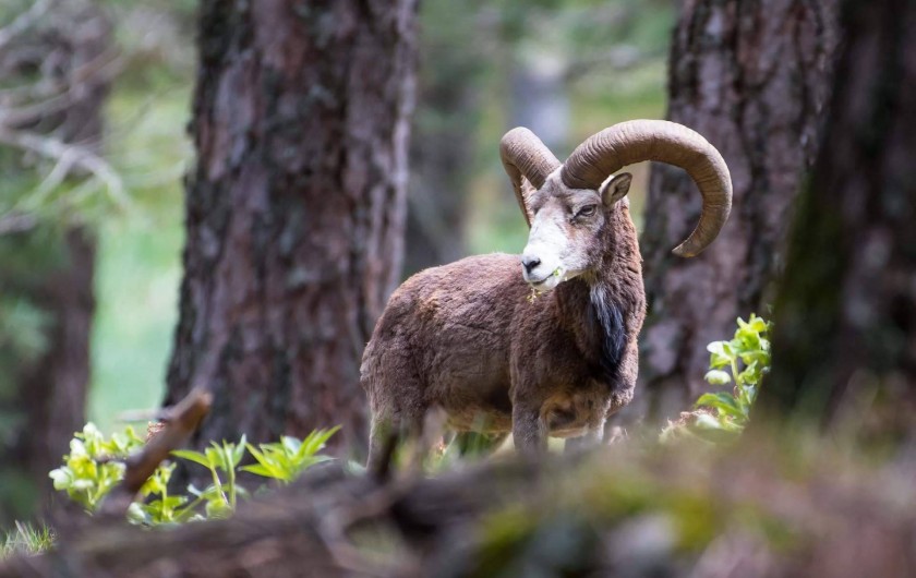 Location de vacances - Gîte à Aregno