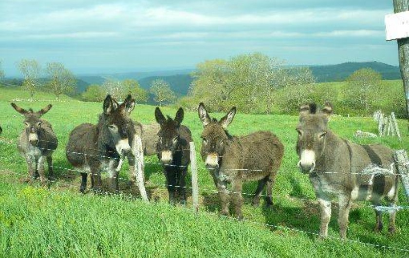 Location de vacances - Gîte à Charmensac