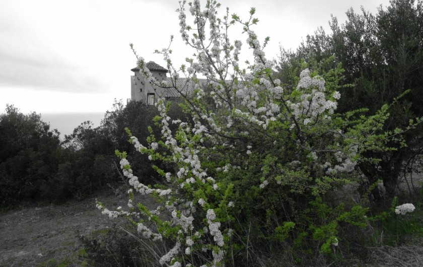 Location de vacances - Appartement à Pisciotta