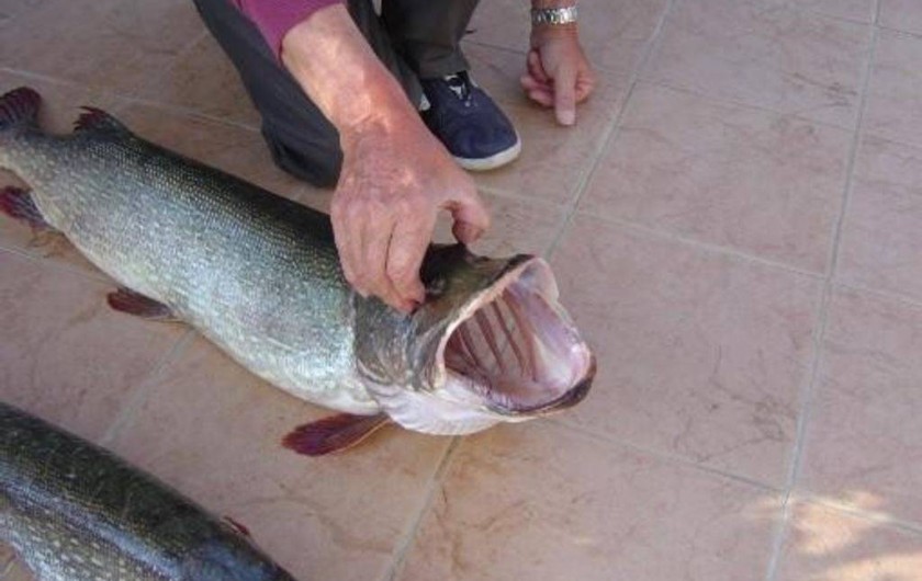 Location de vacances - Appartement à Esparron-de-Verdon - Pêche miraculeuse :  Brochet du lac