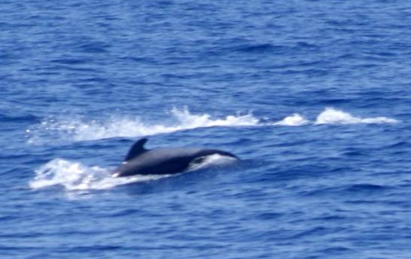 Location de vacances - Appartement à Los Cristianos - Excursion pour voir les dauphins