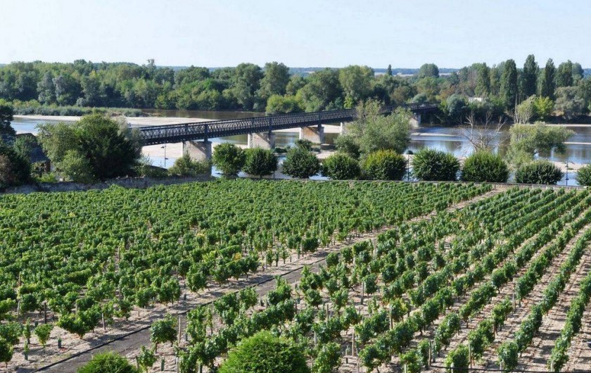 Location de vacances - Appartement à Pouilly-sur-Loire - Vue depuis le gîte sur les vignes et la Loire