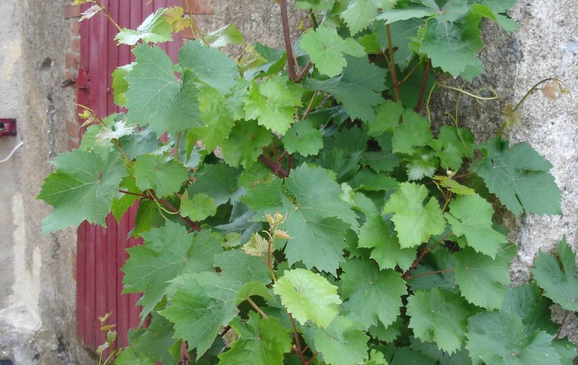 Location de vacances - Chambre d'hôtes à Saint-Aubin-de-Luigné