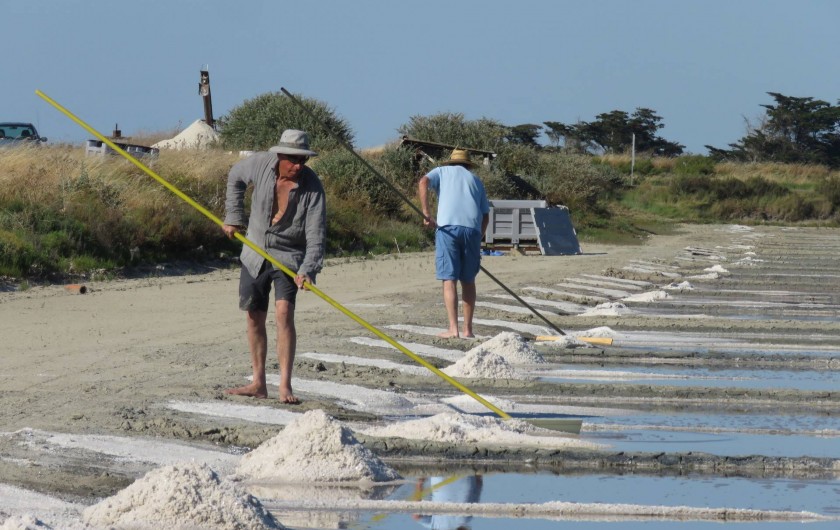 Location de vacances - Villa à Ars-en-Ré - Récolte du sel  ARS EN RE