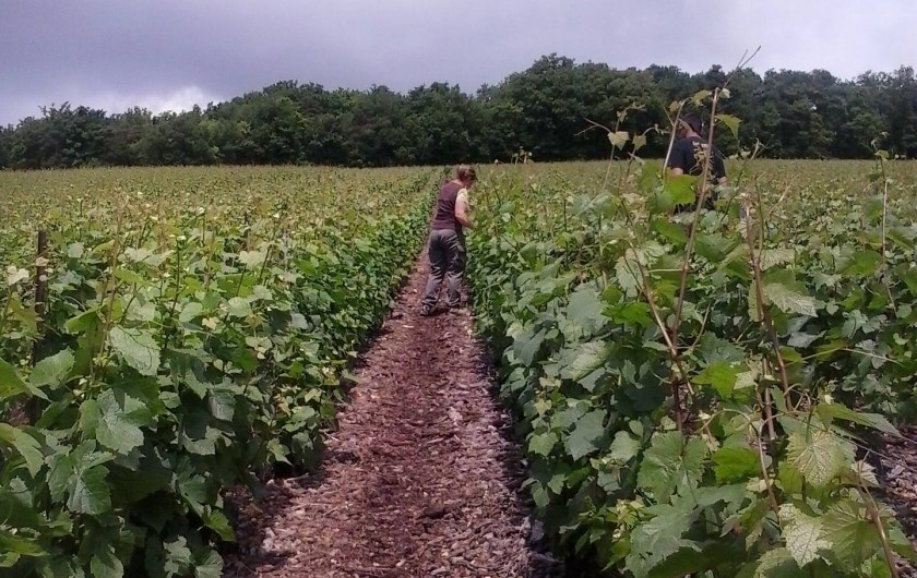 Location de vacances - Gîte à Neuville-sur-Vanne