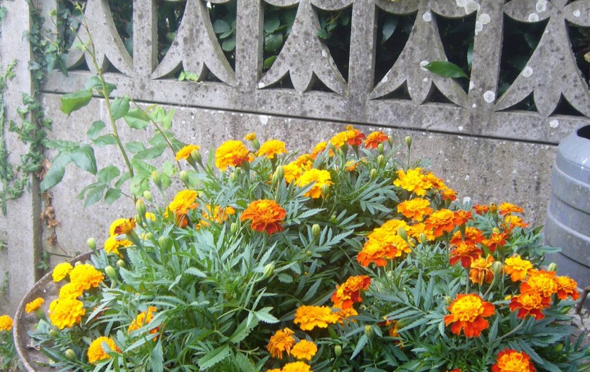 Location de vacances - Maison - Villa à Cléguérec - parterre de fleurs ,cour en façade