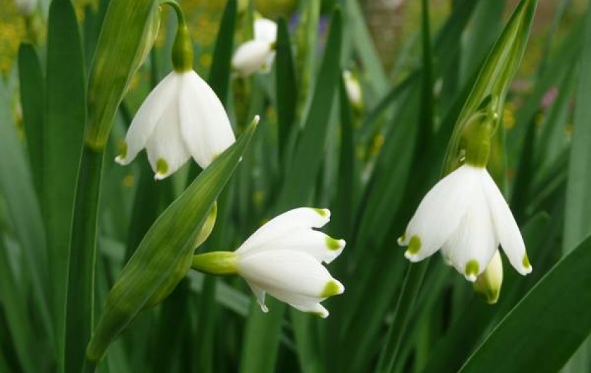 Location de vacances - Gîte à Grand-Camp