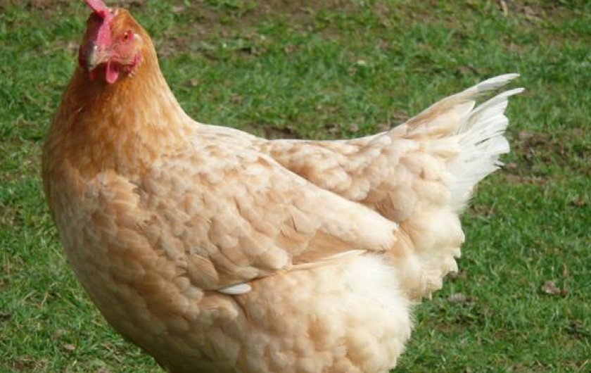 Location de vacances - Gîte à Grand-Camp