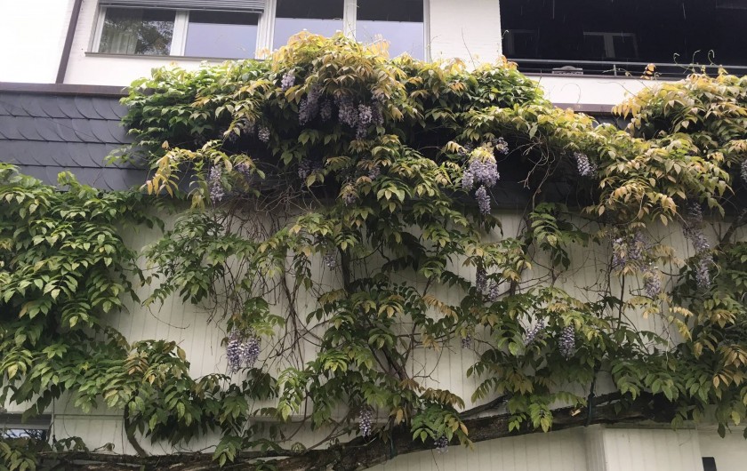 Location de vacances - Appartement à Linz am Rhein - La glycine