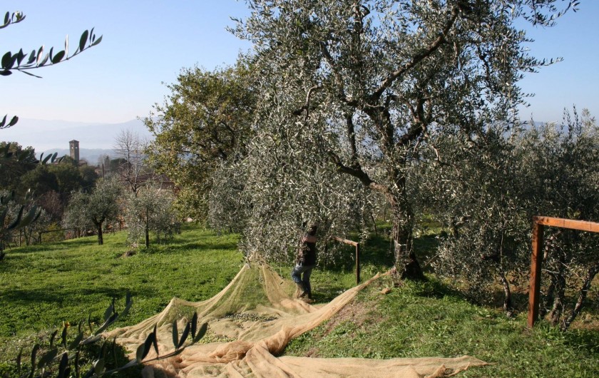 Raccolte des olives au mois de novembre