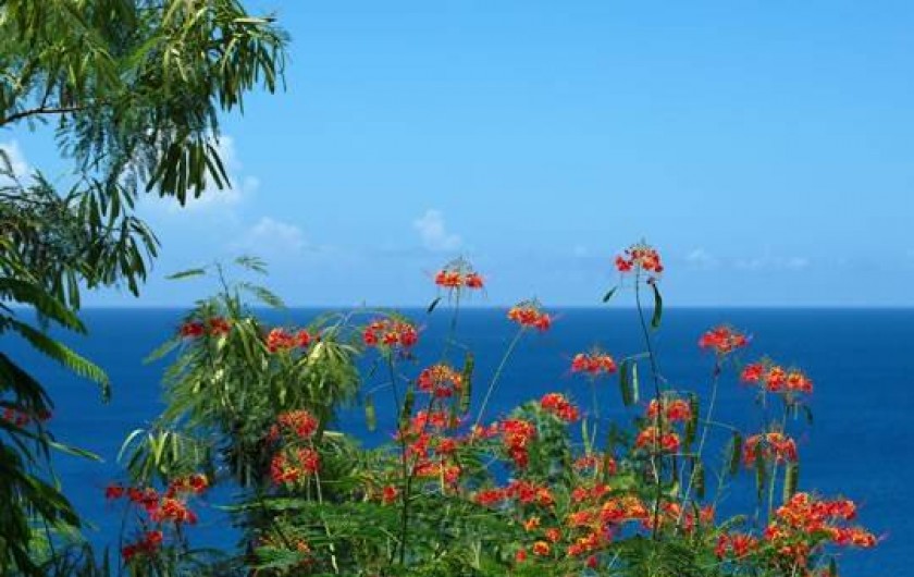 Location de vacances - Appartement à Les Anses-d'Arlet