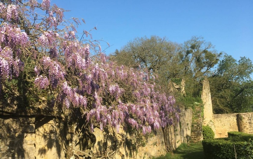 Location de vacances - Château - Manoir à Montreuil-Bonnin - La glycine au printemps