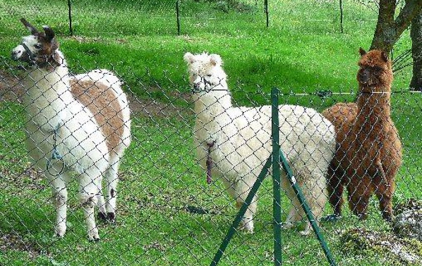 Location de vacances - Gîte à Tournon-d'Agenais