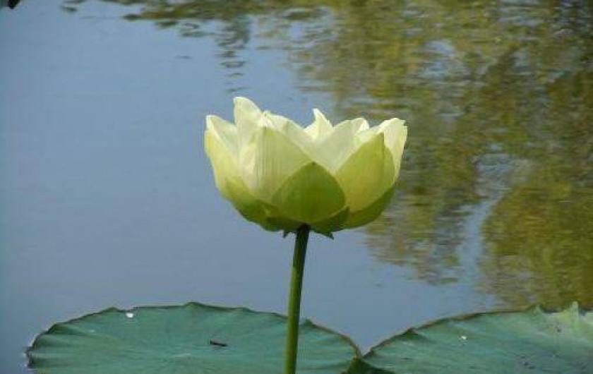 Location de vacances - Gîte à Vic-Fezensac