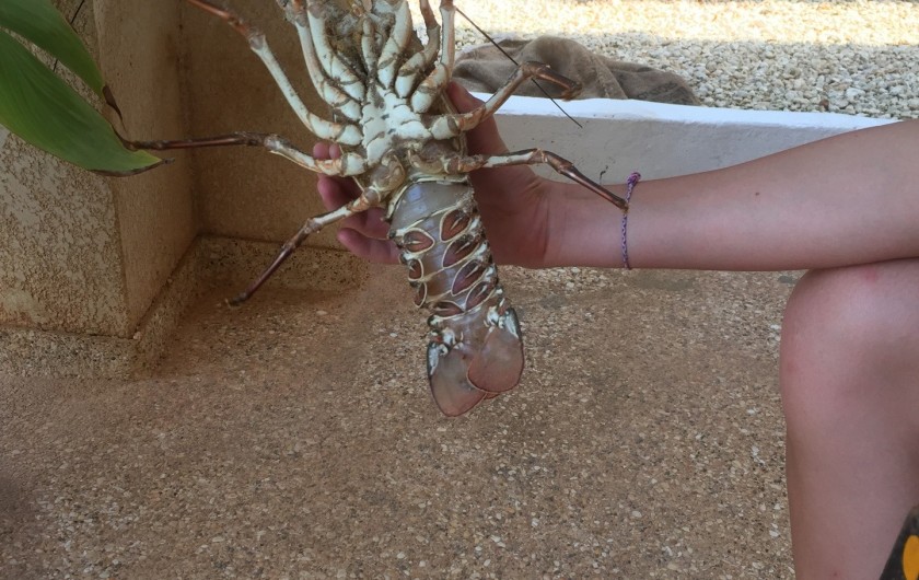 Location de vacances - Villa à Somone - langoustes encore vivantes livrées par mon poissonnier