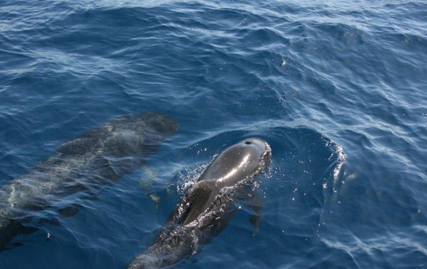 Location de vacances - Appartement à Arona