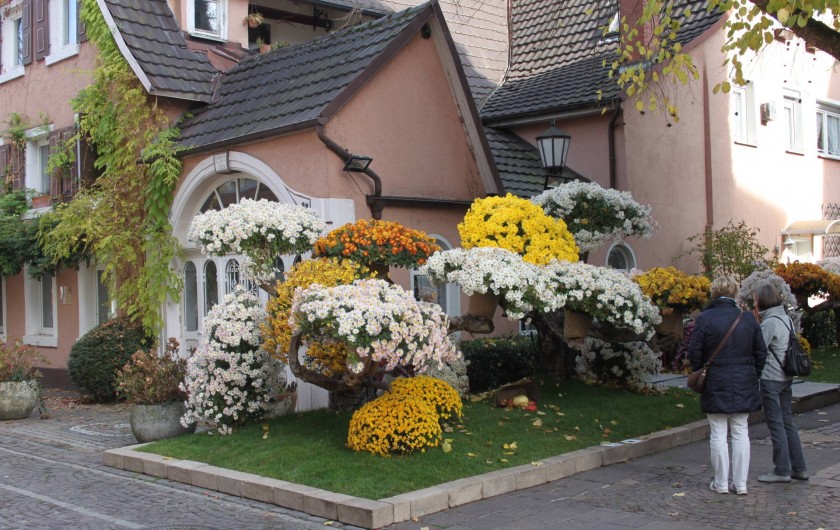 La fête des chrysantèmes à Lahr en Allemagne