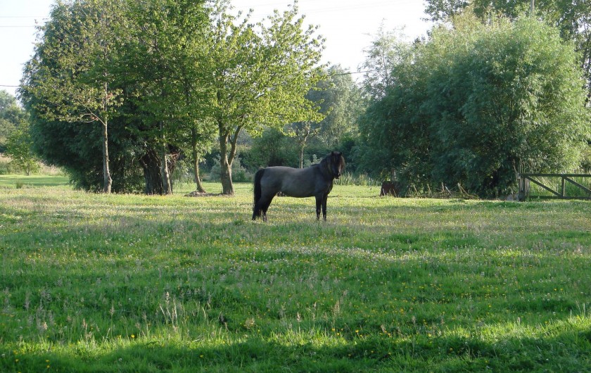 Location de vacances - Bungalow - Mobilhome à Crochte - Poneys sur place