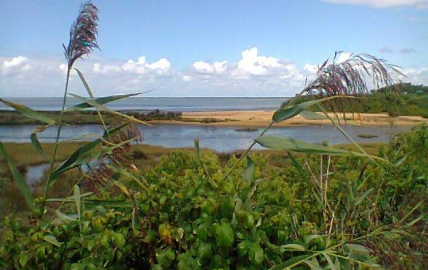 Location de vacances - Villa à Gujan-Mestras - une des multiples petites plages du fond du Bassin