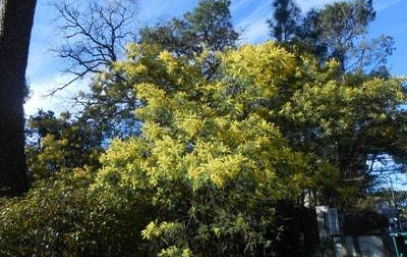 Location de vacances - Villa à Gujan-Mestras - mimosa en février