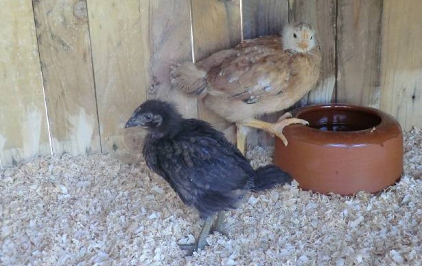 Poulailler avec deux poules et deux lapins