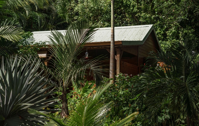Location de vacances - Cabane dans les arbres à Deshaies - Au cœur de la nature ... Bienvenue au jardin des colibris !