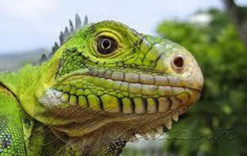 Location de vacances - Studio à Le Robert - Les iguanes de l'Ilet Chancel